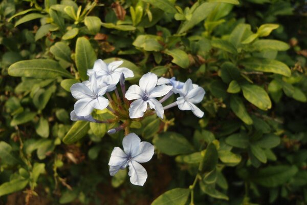 White small flower buds. Flora and nature