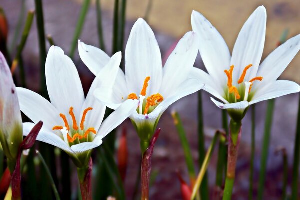 Fleurs en fleurs dans la richesse naturelle