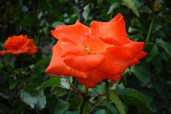 Korallenblumen wachsen im Garten