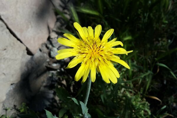 Fiore giallo ed erba verde in estate