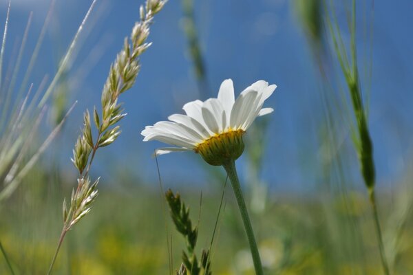 A flower in a clearing close-up