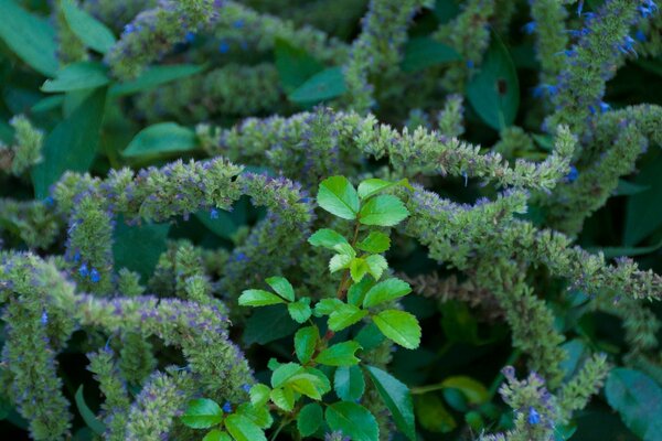 Brooklyn Botanic Garden Plants