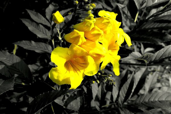 Bright yellow flowers on a monochrome background