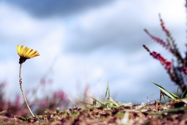 Eine einsame sonnige Blume steht