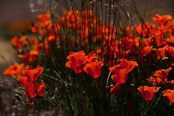 Strenge Säulen von wachsenden Blumen