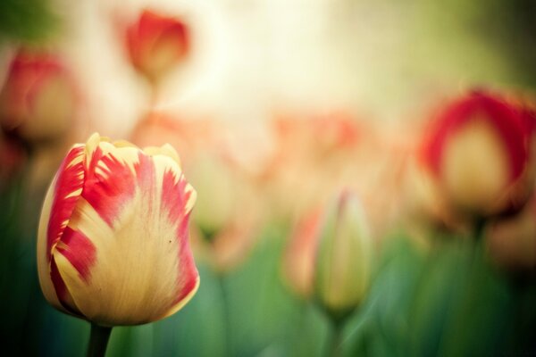 Tulipes rouges et jaunes bouchent