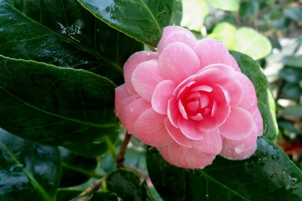 Pink flower with large leaves