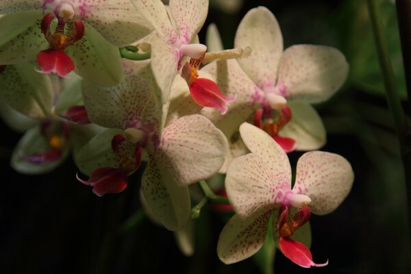 Primo piano di orchidee in fiore