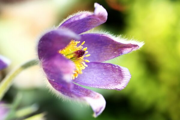 Flor púrpura en la naturaleza