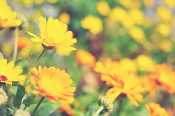 Leuchtend gelbe Wildblumen