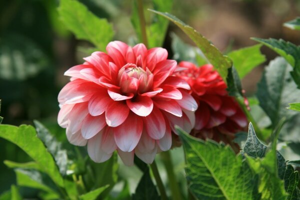 Nature in pink flowers and gardens