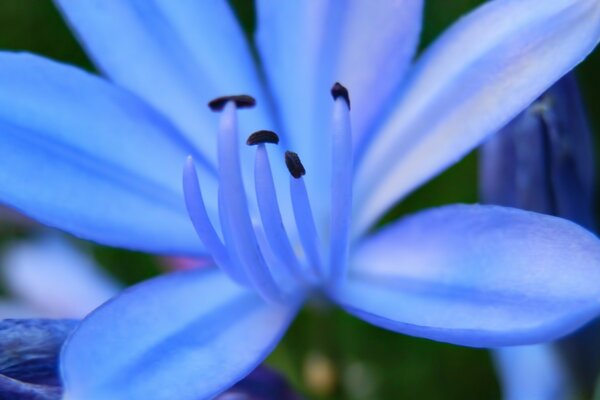 A sky-blue flower blooms under the camera lens