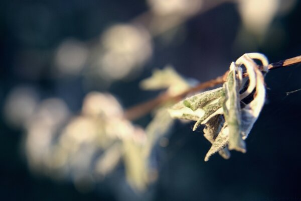 Nature. Photos en plein air