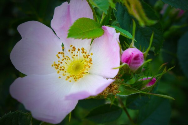 Hermosa flor rosa primer plano