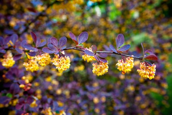 Ein Zweig mit gelben Blüten und violetten Blättern