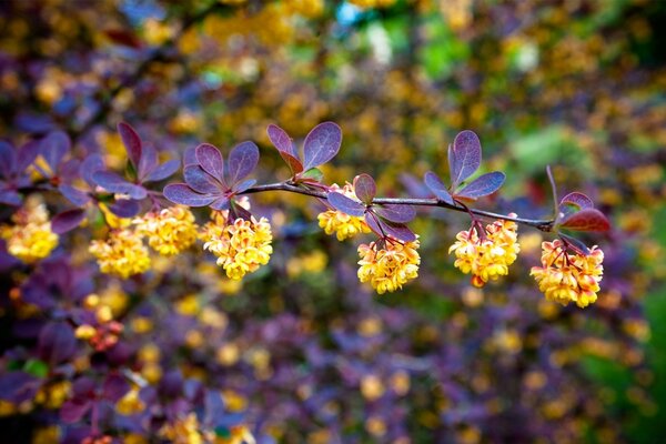 Branche avec des fleurs jaunes et des feuilles violettes