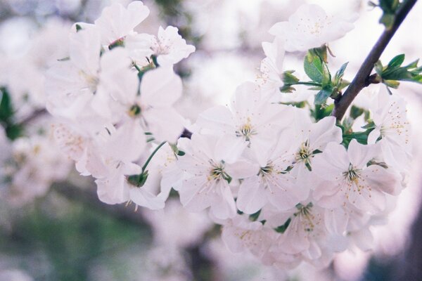 Belle fleur sur la nature dans le jardin