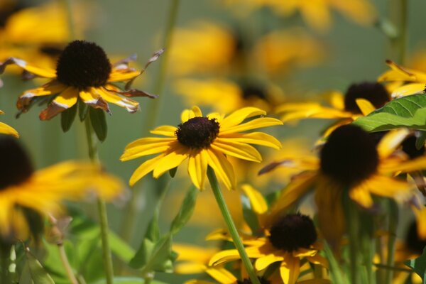 Delicate yellow daisies in the field