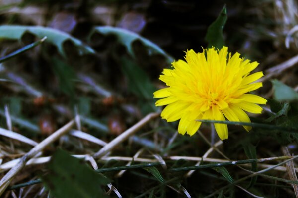 Löwenzahnblume mit Blättern in der Natur