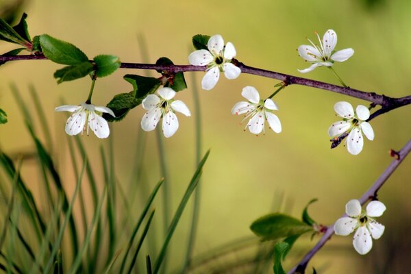 A twig with white flowers on the left