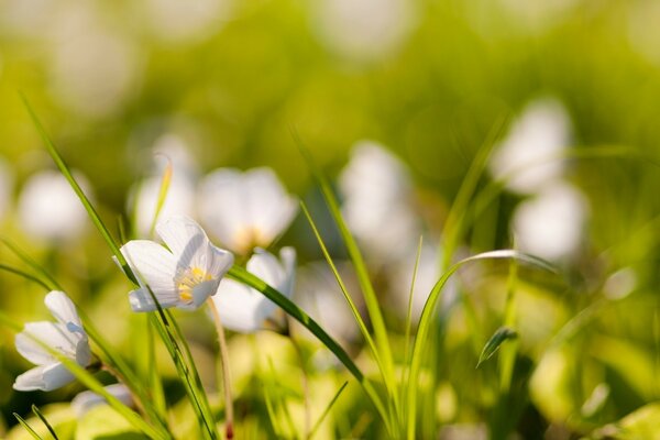 Sommergras mit Blumen bedeckt