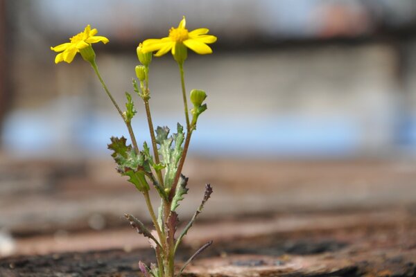 Fleur en plein air gros plan