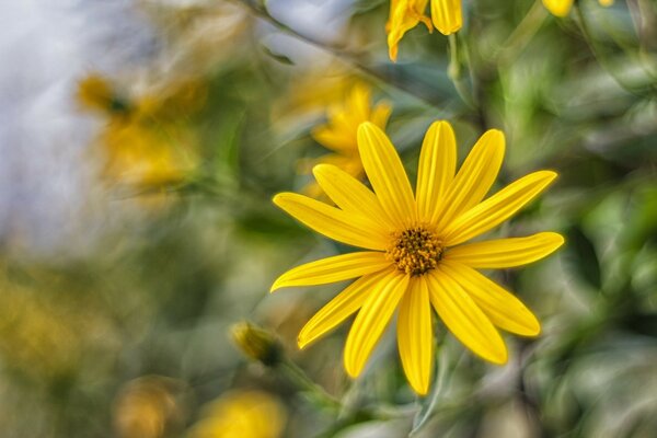 La naturaleza es elegante con una flor amarilla