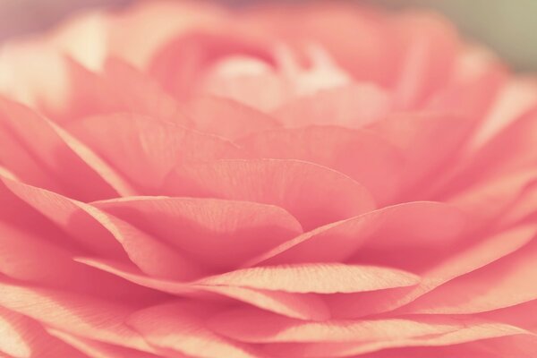 Pink flower. Romance and love