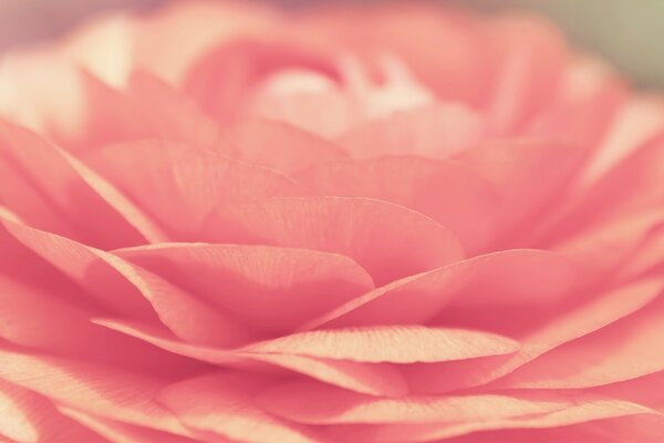 粉红色的花。 浪漫与爱情