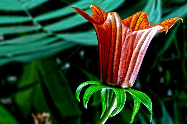 Einzigartiges Blatt der Gartenblume