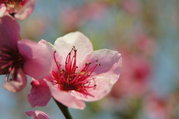 Fleur de floraison rose dans le jardin