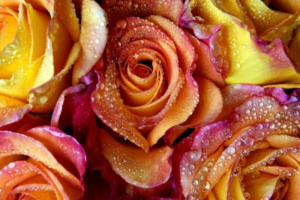 The colors of the rose in the dew are large