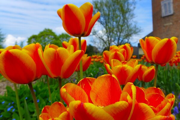 Großes Blumenbeet mit blühenden Tulpen