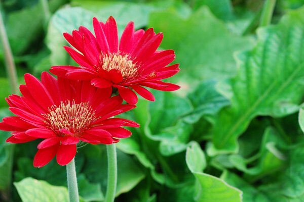 Two red flowers in summer