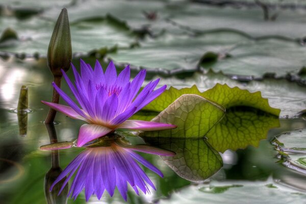 Lotus on a cloudy day