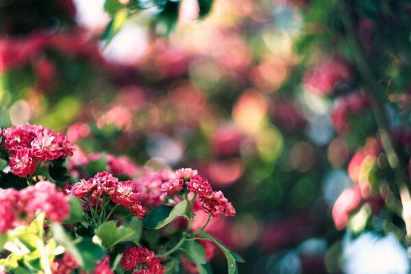 Flor rosa y bokeh verde