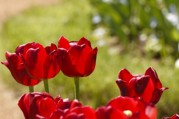 Red tulips under the rays of the sun