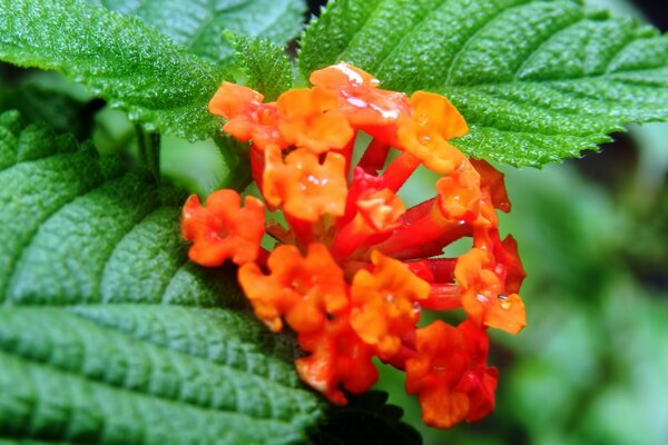 Uma flor solitária sozinha com a natureza