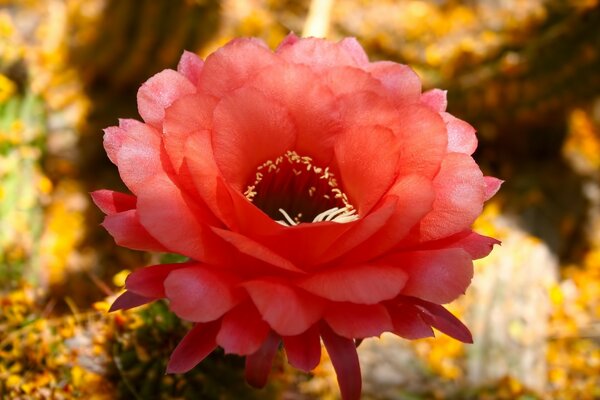 A beautiful flower in nature with a bright leaf