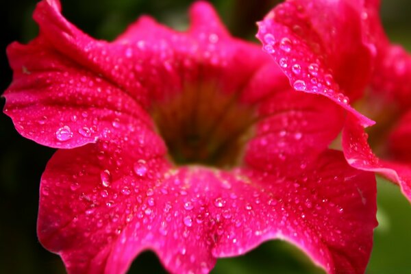 Schöne Blumen. Flora. Die Natur