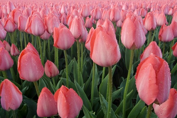 Pink tulips covered with dew grow on the field