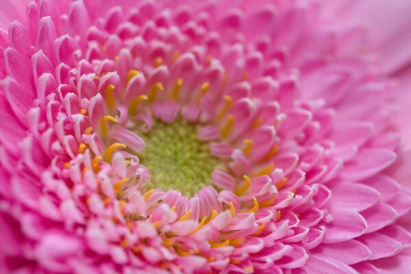 粉红色的花与许多花瓣特写