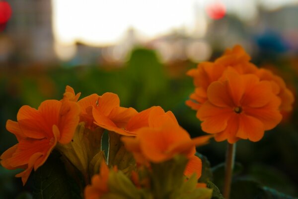 Orange Blumen für Desktop-Bildschirmschoner