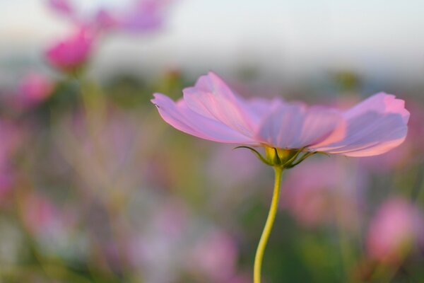 Un bel été avec une fleur unique