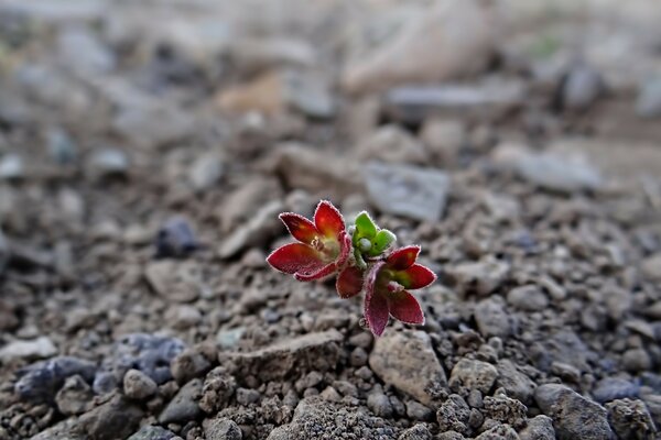 Hermosa flor solitaria en el fondo de la tierra