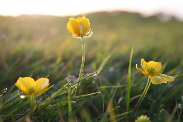 Die Blumen des Badeanzugs, die sich an die Sonne strecken