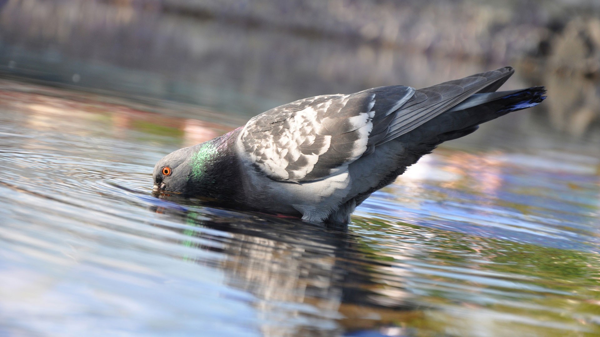 gołąb ptak natura dzikiej przyrody zwierząt pióro na zewnątrz dziki wody dziób