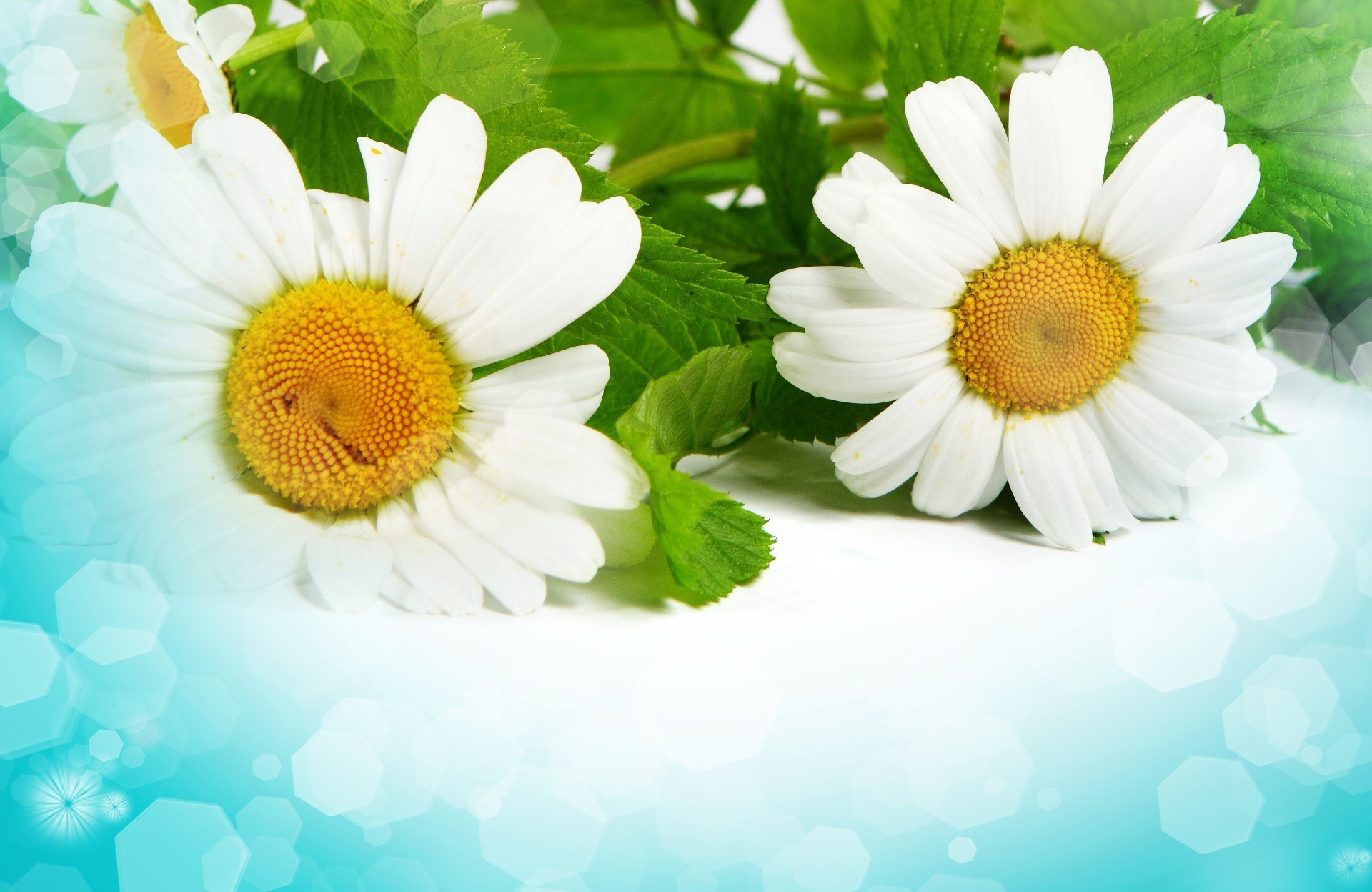 chamomile nature flora summer flower bright petal leaf color garden blooming desktop close-up beautiful floral season freshness