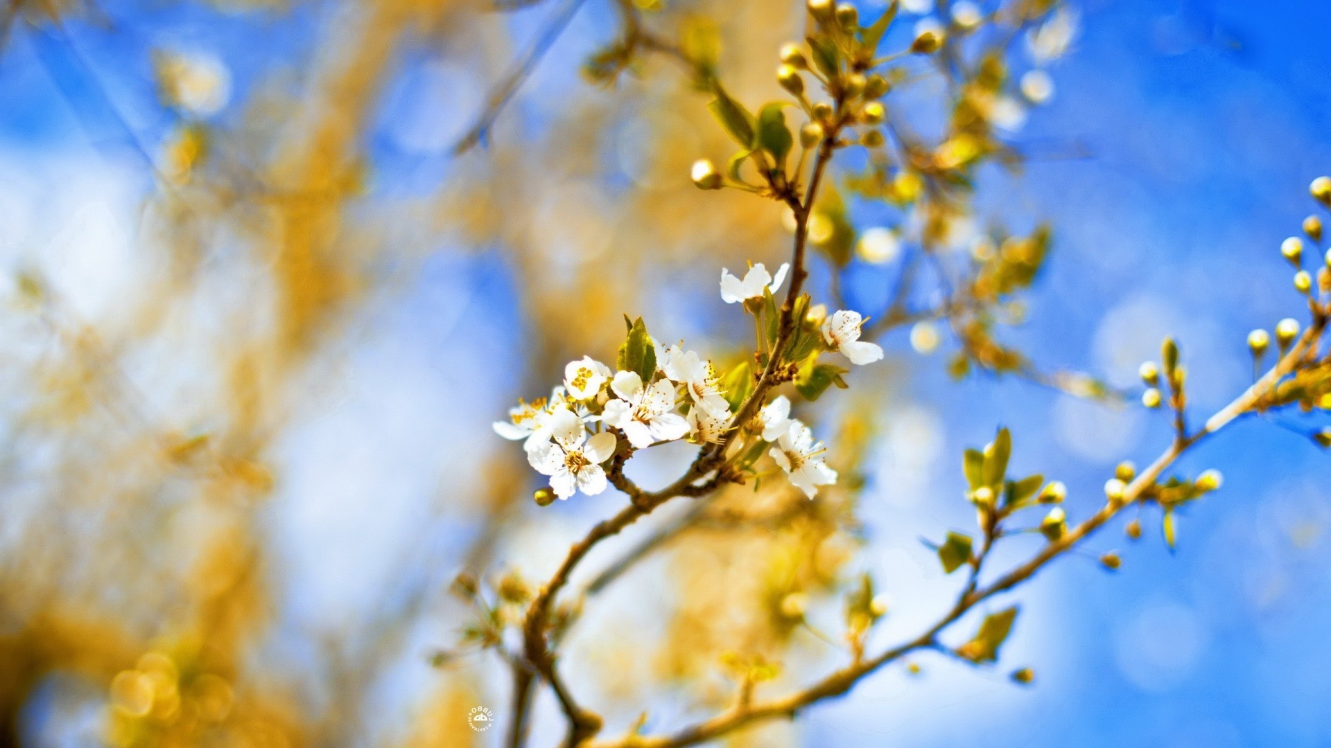 trees nature tree branch flower fair weather leaf outdoors season blur growth cherry flora sun bright summer apple garden color