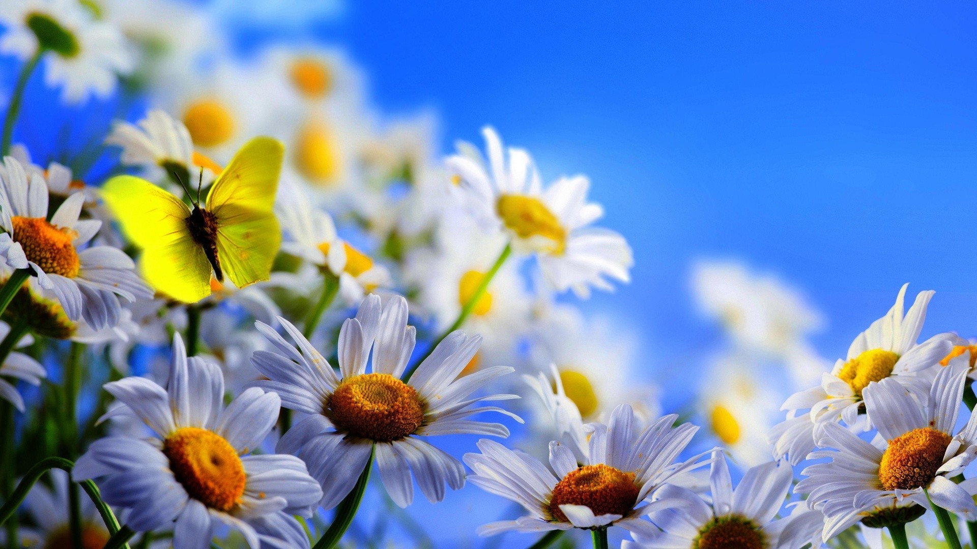 chamomile nature flower summer flora bright garden fair weather petal hayfield field color blooming leaf floral season beautiful sunny sun